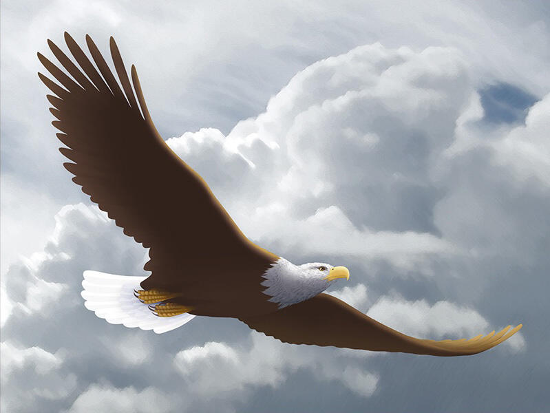 Eagle Soaring - Digital Painting - DOWNLOAD
