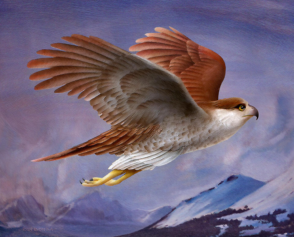Hawk- Hybrid Painting - DOWNLOAD